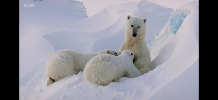 Polar bear (Ursus maritimus) as shown in Frozen Planet II - Frozen Ocean
